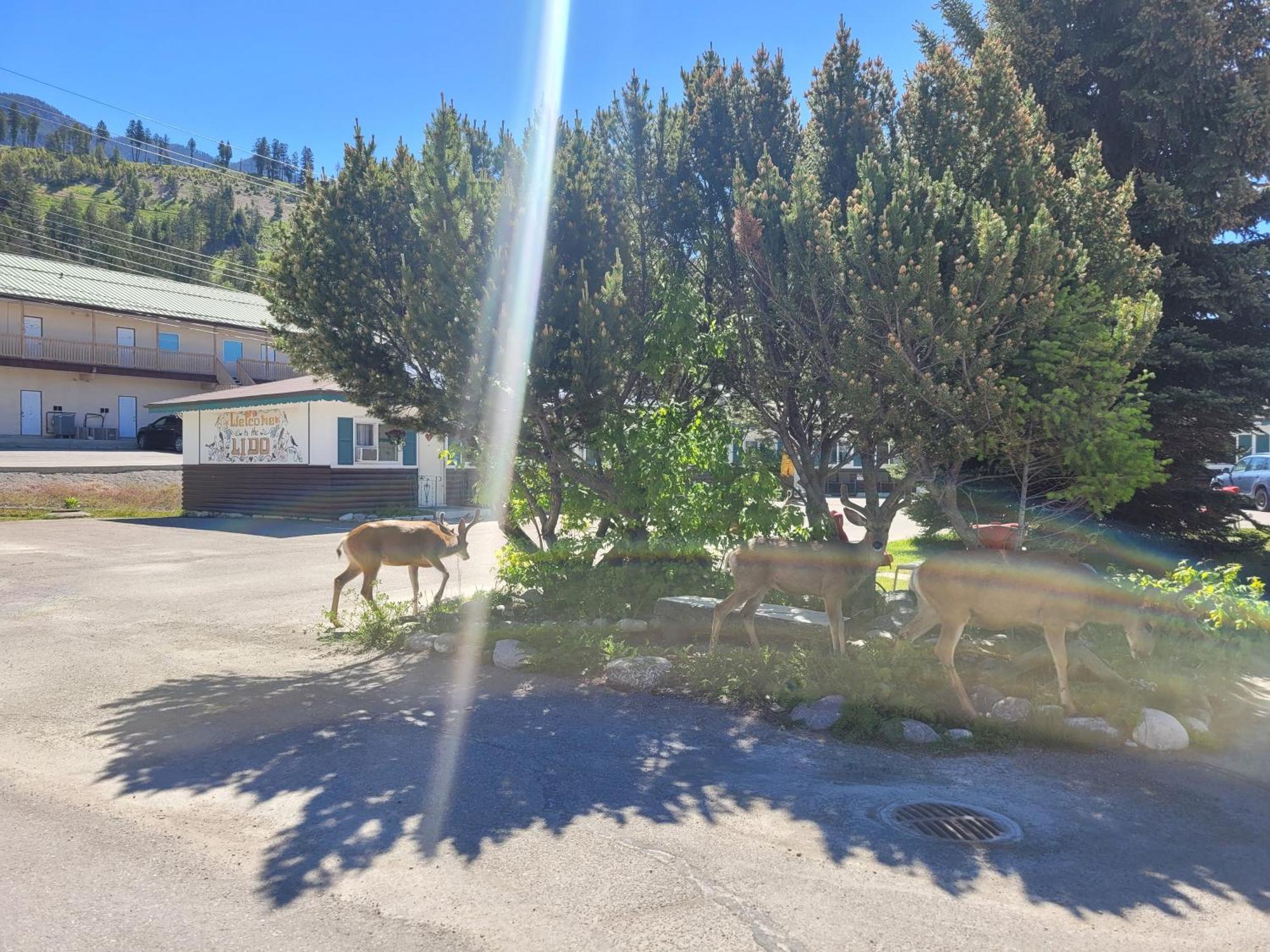 רדיום הוט ספרינגס Lido Motel מראה חיצוני תמונה